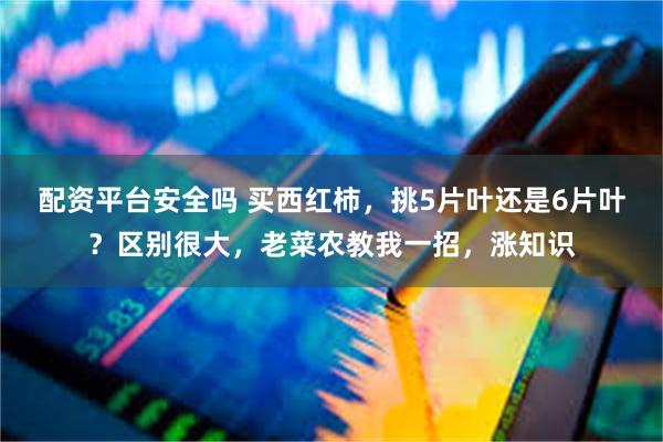 配资平台安全吗 买西红柿，挑5片叶还是6片叶？区别很大，老菜农教我一招，涨知识